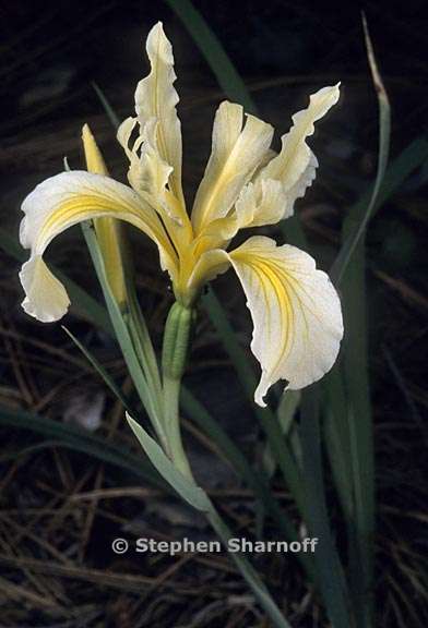 iris hartwegii ssp hartwegii 3 graphic